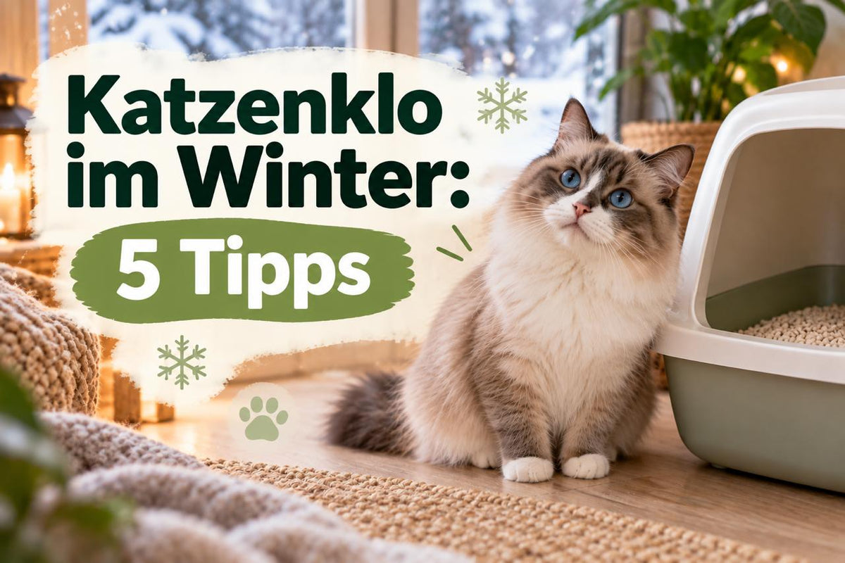 Katzenklo im Winter: 5 Tipps